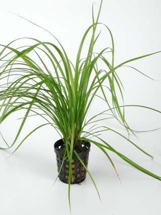 Cyperus helferi in pot